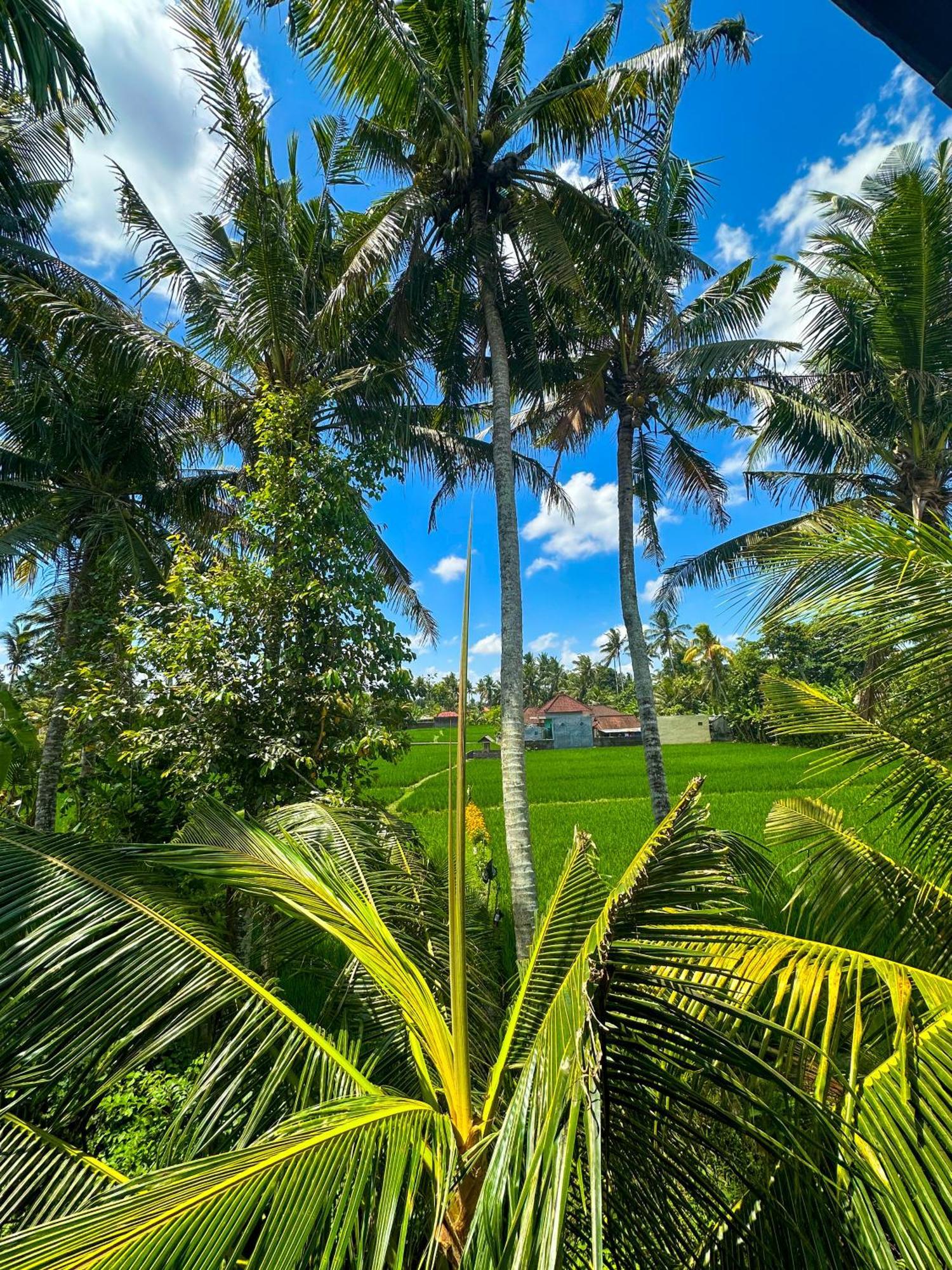 Nunu Bali Eco Friendly Retreat Hotel Canggu  Exterior photo